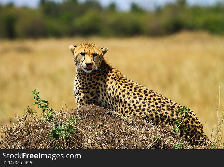 Cheetah