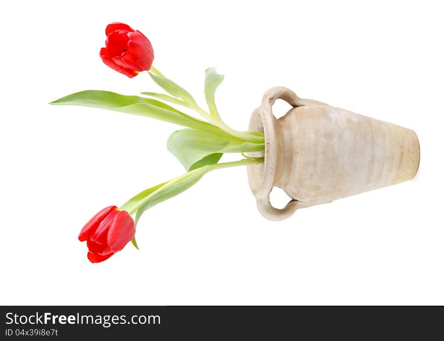 Two red tulips with vase on white