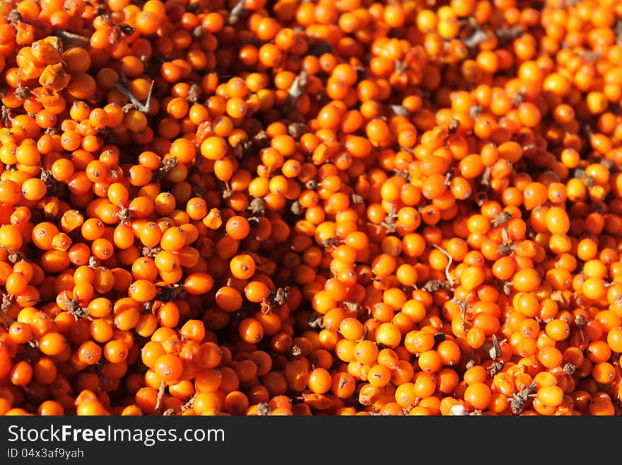 Seabuckthorn fruit pile  lighted outdoor. Seabuckthorn fruit pile  lighted outdoor