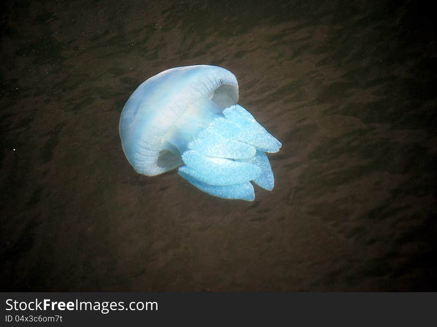 Blue jelly fish swimming