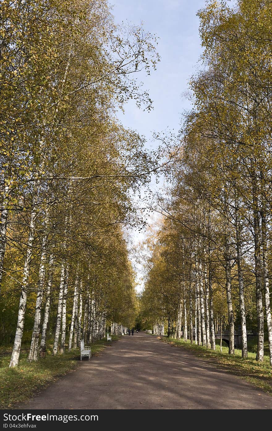 Autumn birch alley in the park