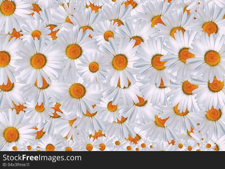 Daisy Background