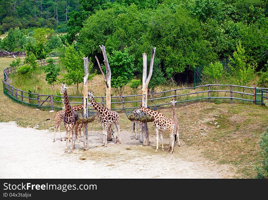 Feeding time for giraffes in Prague Zoo, Czech Republic. Feeding time for giraffes in Prague Zoo, Czech Republic