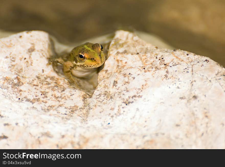 Pelophylax Ridibundus