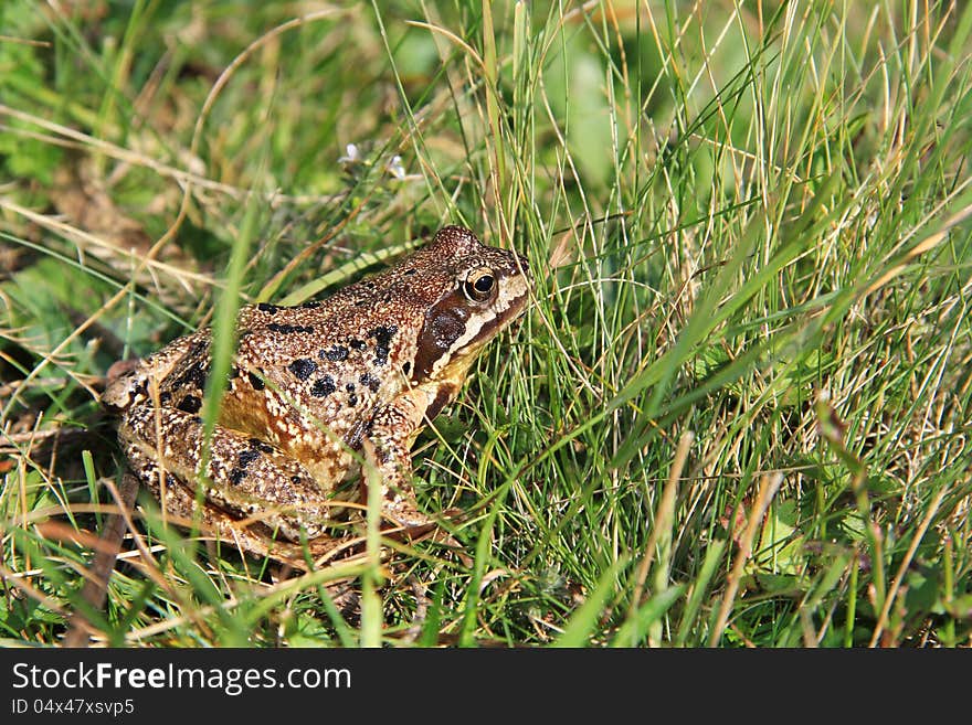 A frog close up . The amphibian is sitting in the grass. A frog close up . The amphibian is sitting in the grass