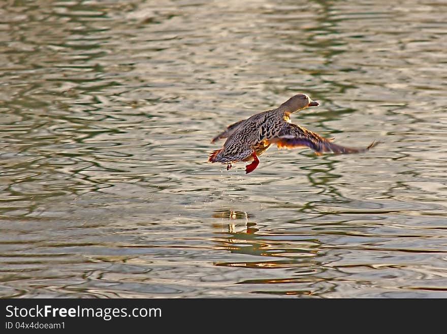 Female mallard