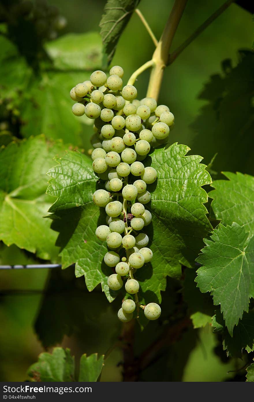 Green grapes on plant in vineyard