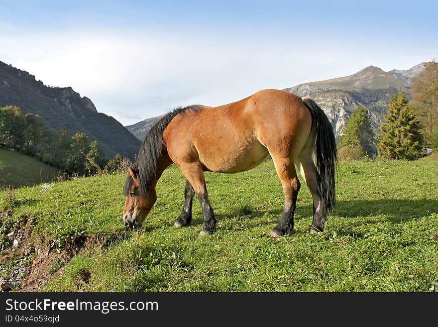 Horse grazing