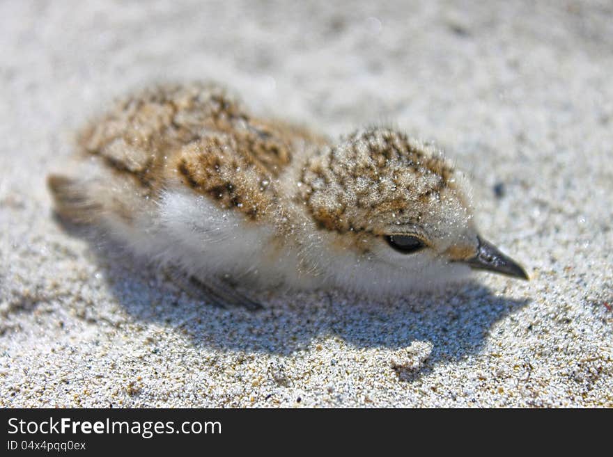 A fledgling on the beach. A fledgling on the beach