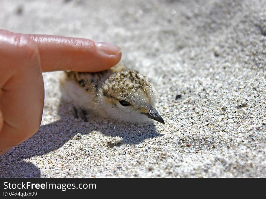 A fledgling on the beach. A fledgling on the beach