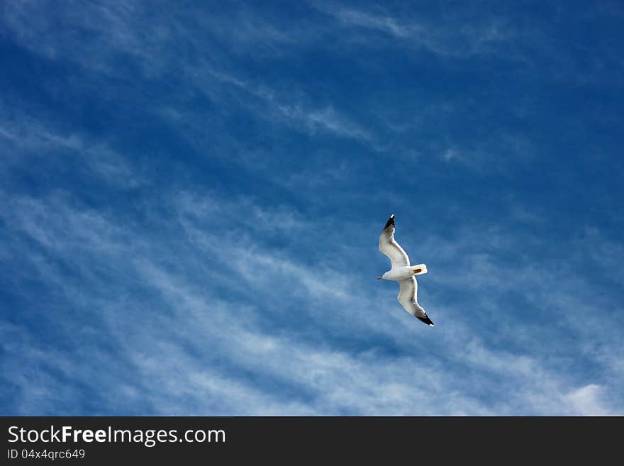 A seagull flying