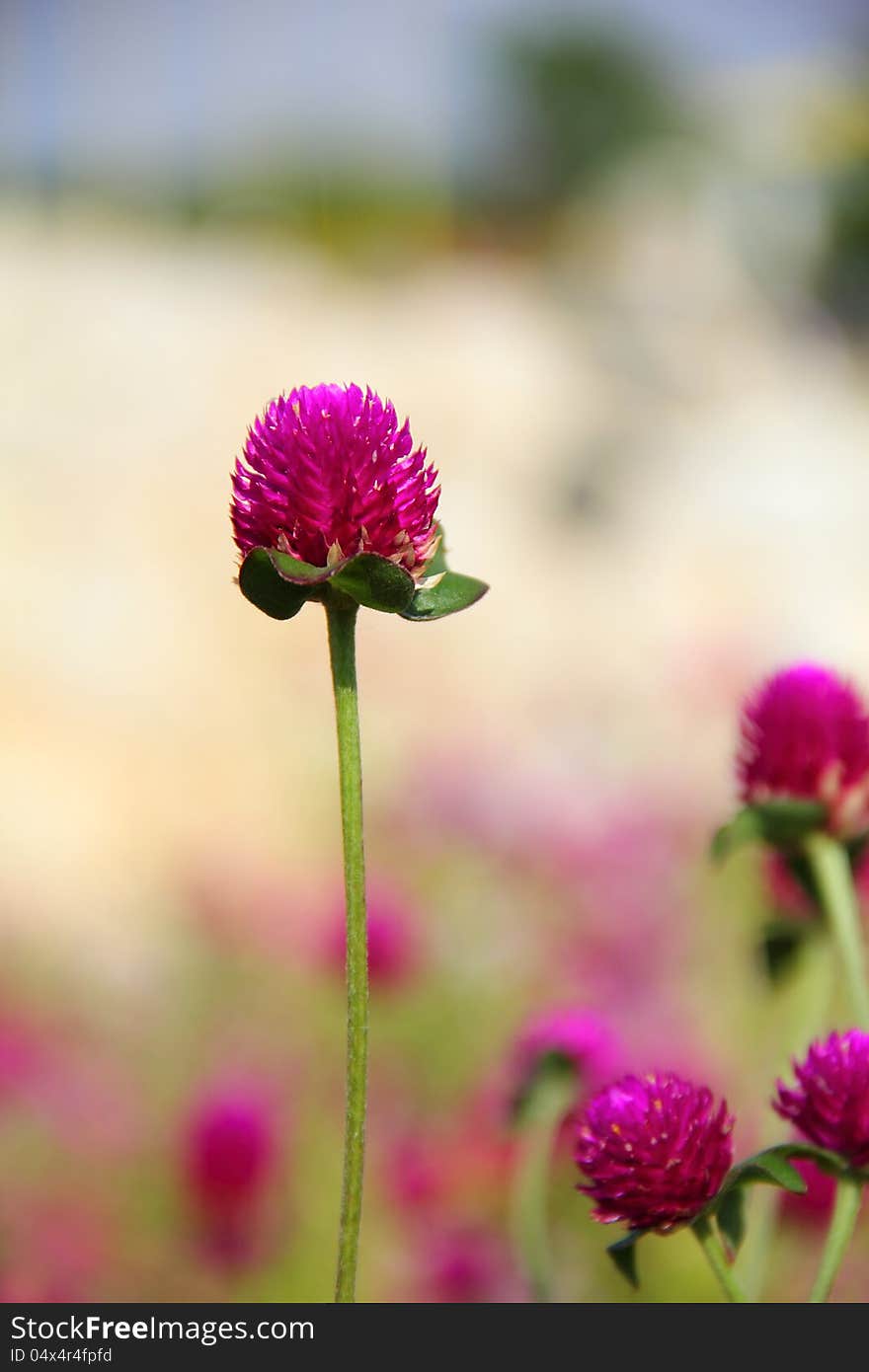 Red Clover