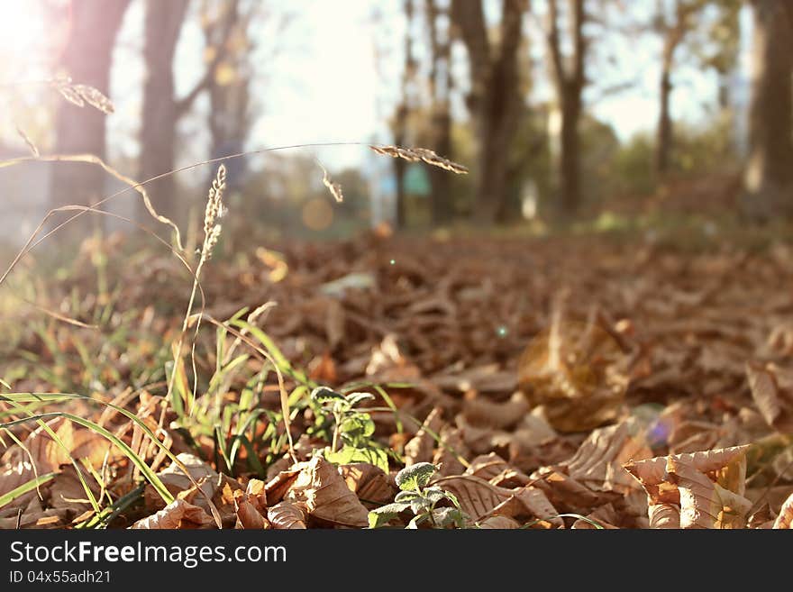 Autumn landscape autumn scenery autumn sunlight sunshine sun light ray foliage leafage yellow dry beautiful background macro