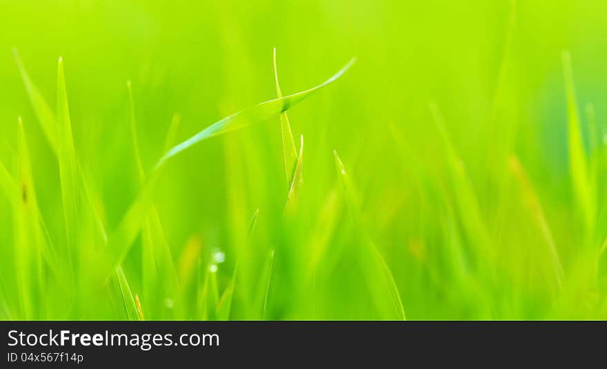 Close up of fresh green grass