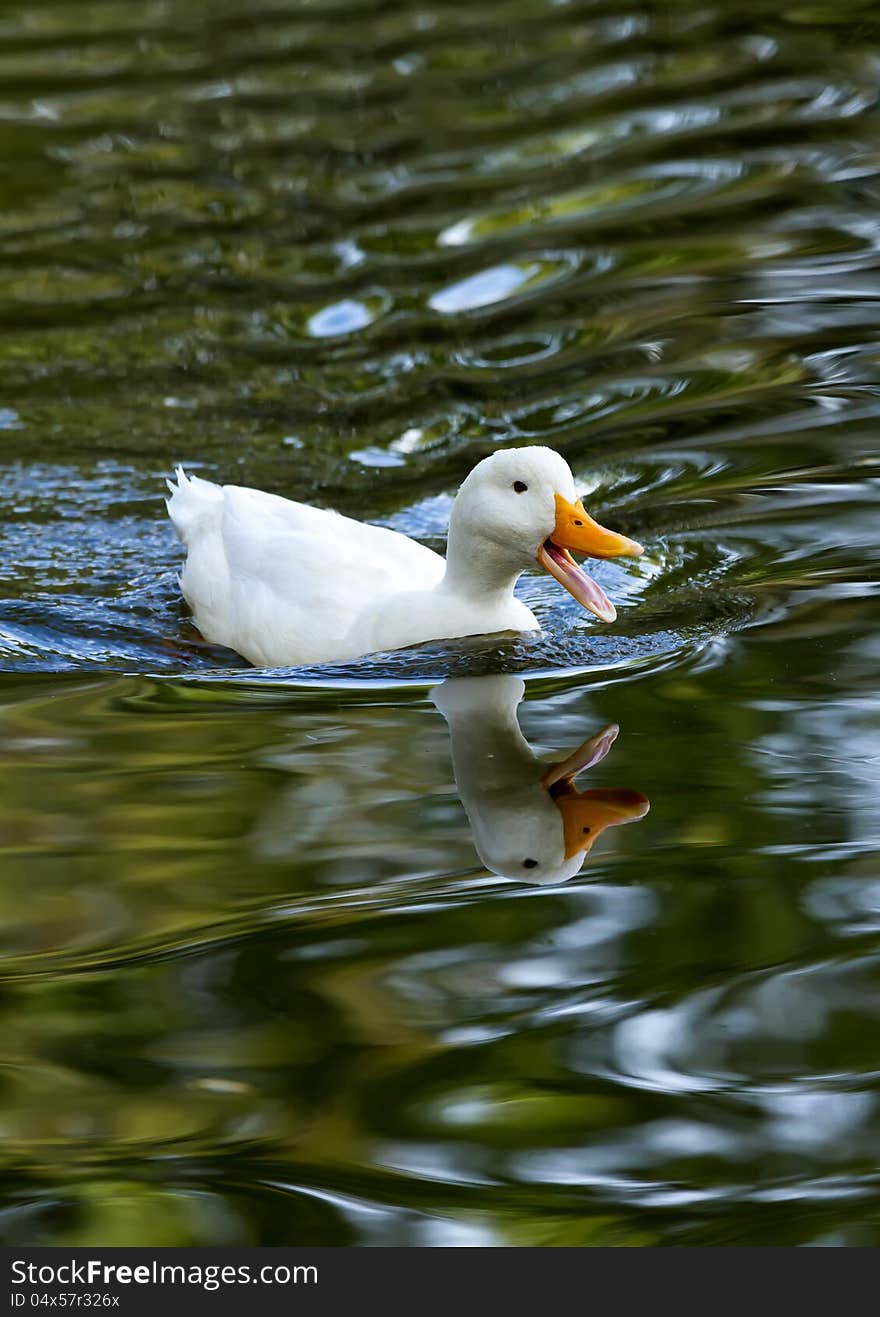 White duck reflected in the lake