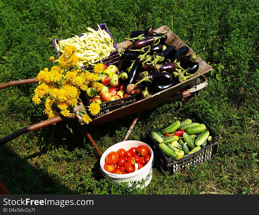 Freshly riped vegetables and fruits from my garden in wheelbarrow , crates and bucket. Freshly riped vegetables and fruits from my garden in wheelbarrow , crates and bucket