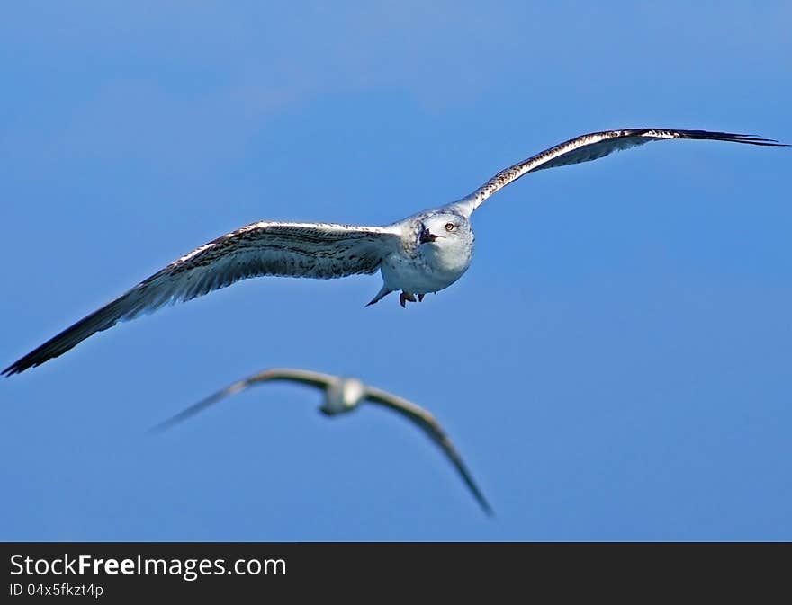 Leader and. While flying. Air, animal, animals, beauty, bird, birds, blue, clear, feather, flight, free, freedom, gliding, inspiration, midair, nature, photography, sky, soaring, wildlife, wind, wing. Leader and. While flying. Air, animal, animals, beauty, bird, birds, blue, clear, feather, flight, free, freedom, gliding, inspiration, midair, nature, photography, sky, soaring, wildlife, wind, wing