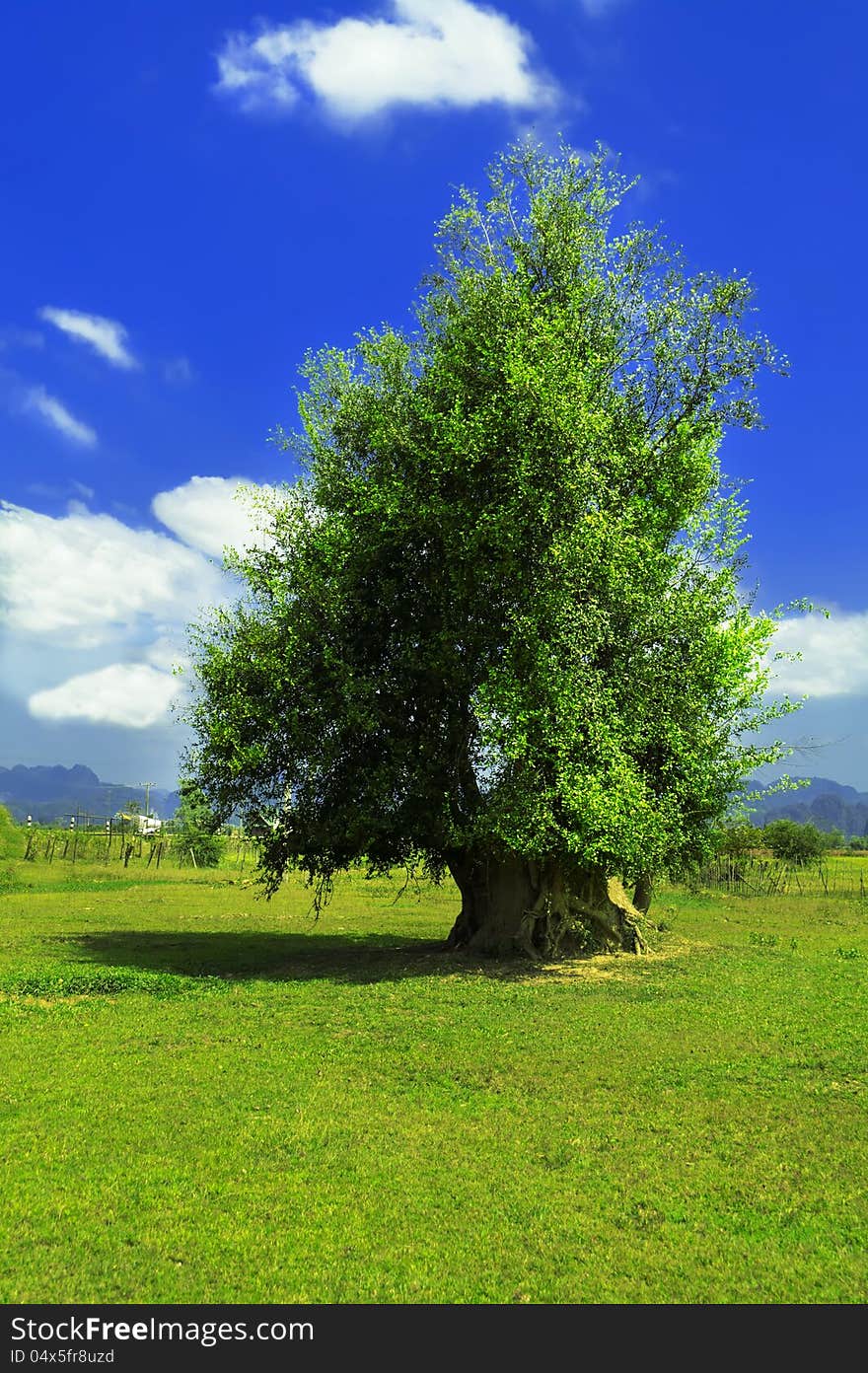 Roadside tree. Laos.