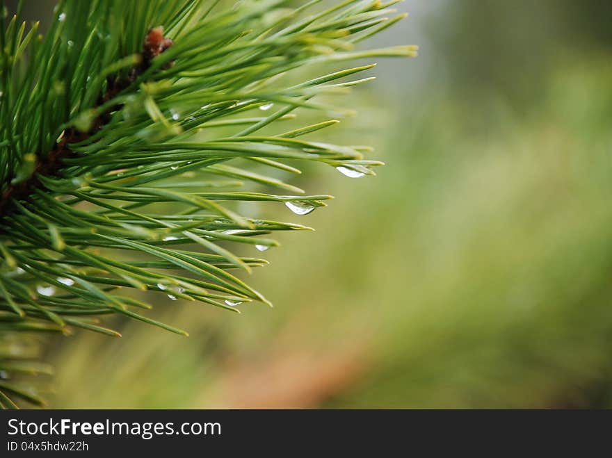 Rain drops on a branch of Crimean pine on a green