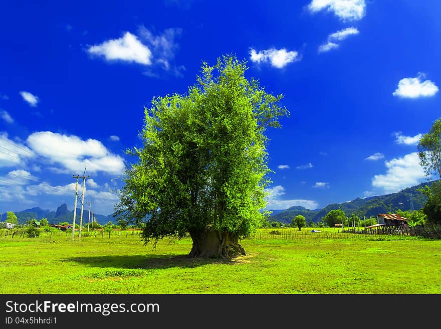 Roadside tree. Laos. 8 km northeast of Thakhek.