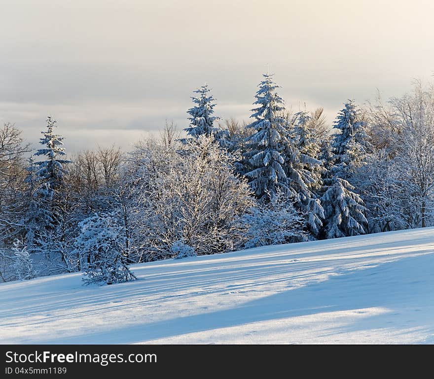 Beautiful winter scenery with snow