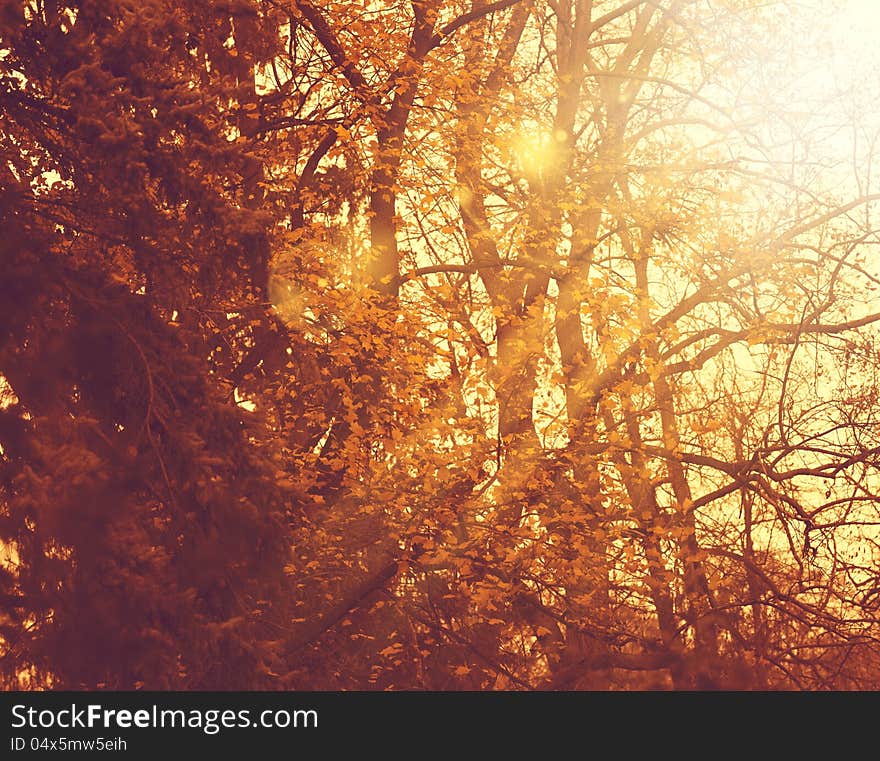 Misty forest. Abstract autumnal backgrounds for your design