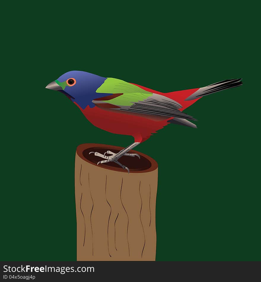 Painted Bunting