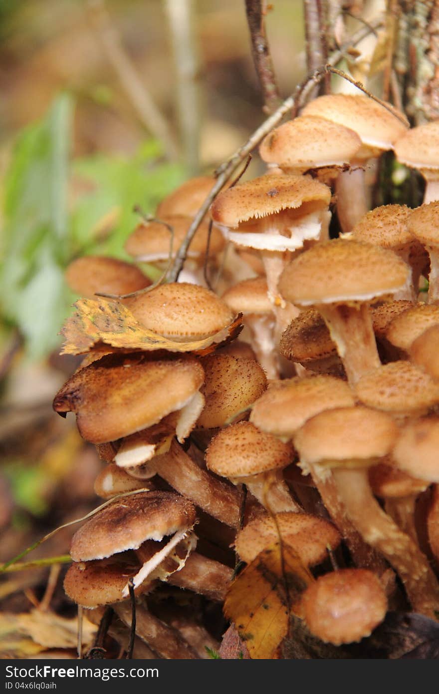 Honey agarics growing in the autumn wood. Rural. Honey agarics growing in the autumn wood. Rural.