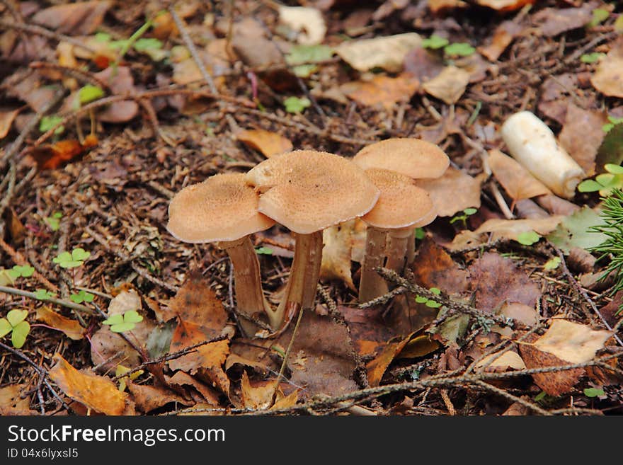 Honey agarics growing in the autumn wood. Rural. Honey agarics growing in the autumn wood. Rural.