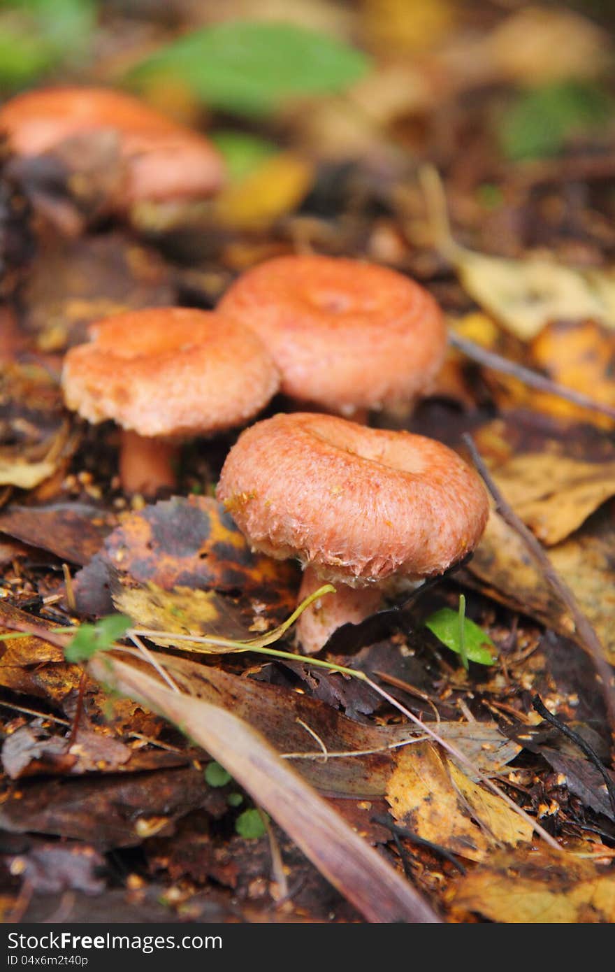 A coral milky cap growing in the autumn wood. Rural. A coral milky cap growing in the autumn wood. Rural.