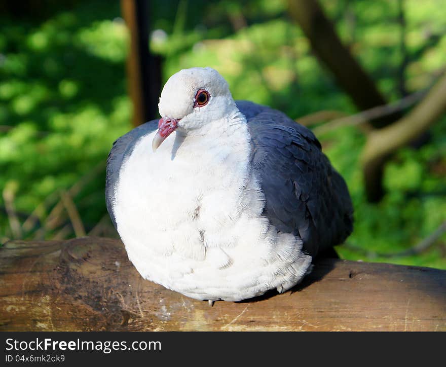 White-Headed Pigeon