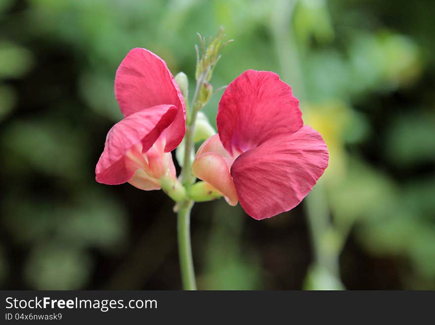 Closeup of red grass flower