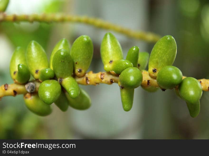 Palm fruit