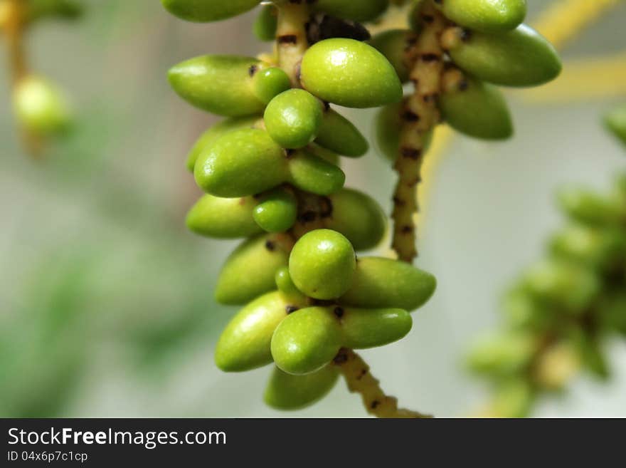 Fresh green macarthur palm fruit. Fresh green macarthur palm fruit