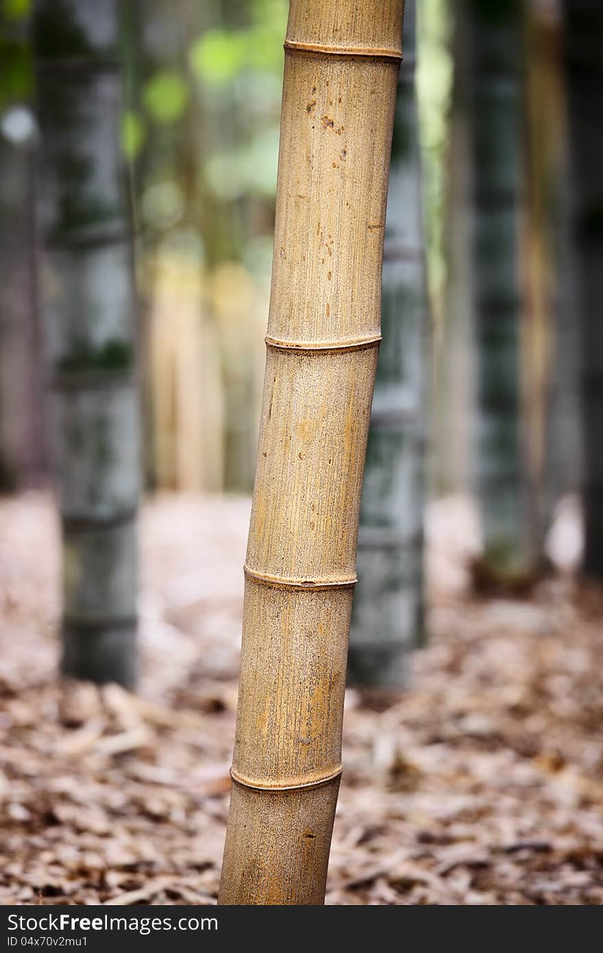 Close up of bamboo forest