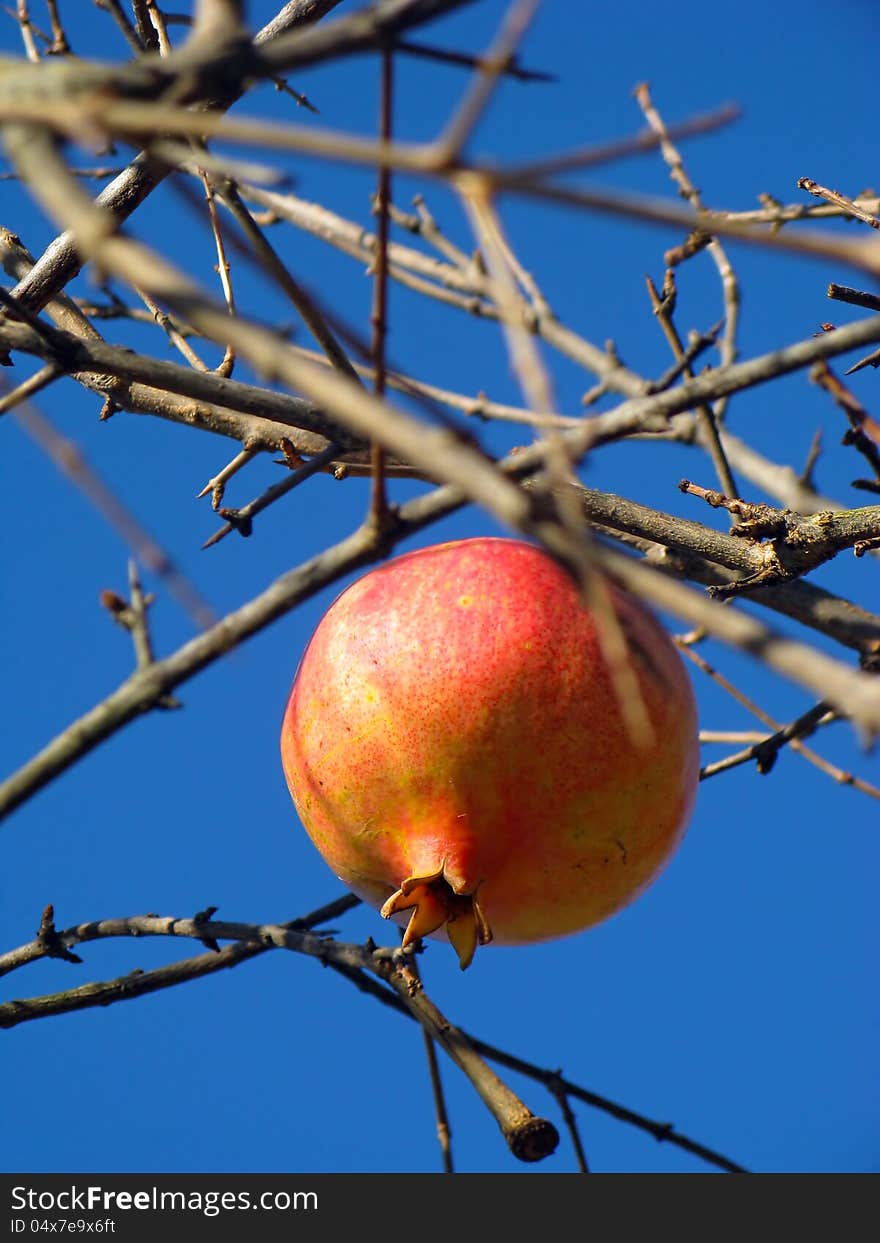 A red mature pomegranate