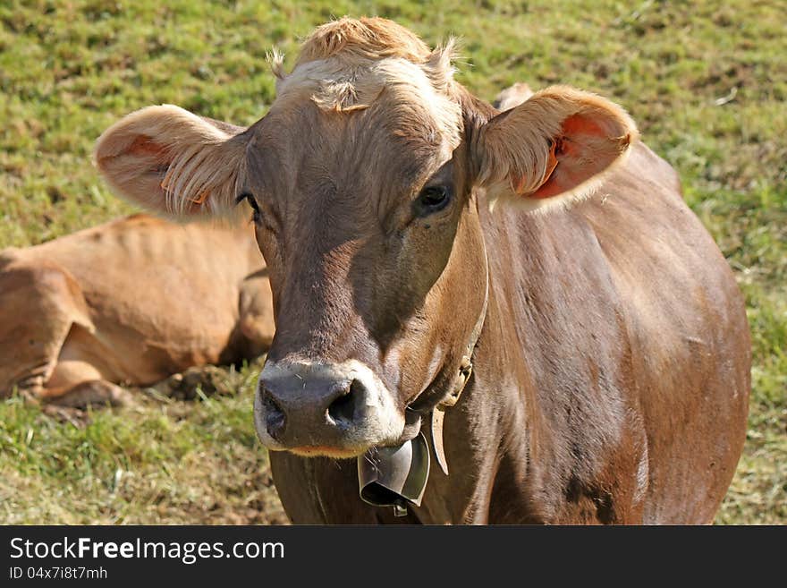 A closeup of a cow grazing. A closeup of a cow grazing