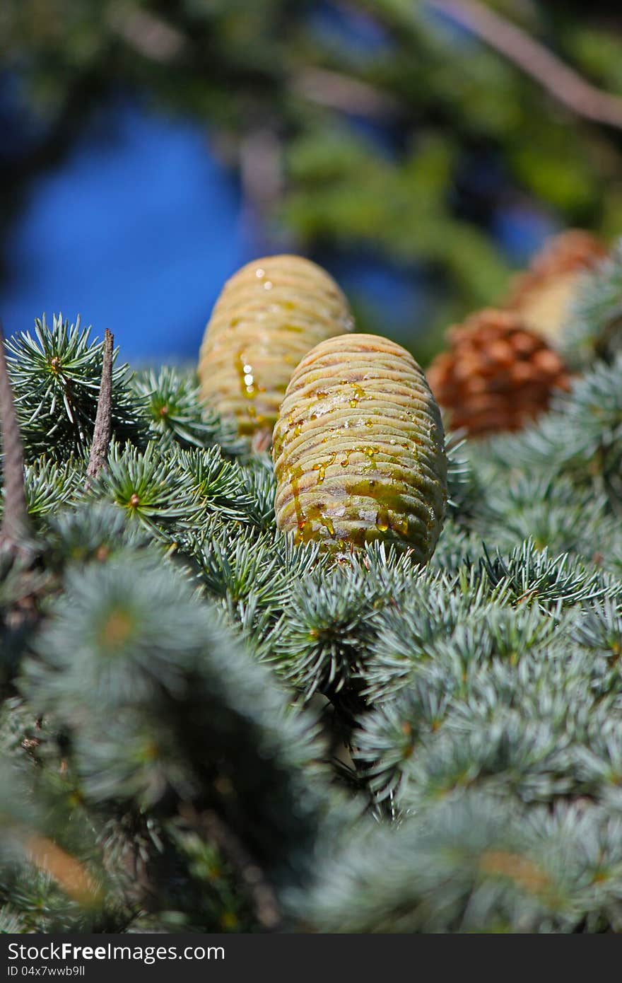 Pine cone closeup