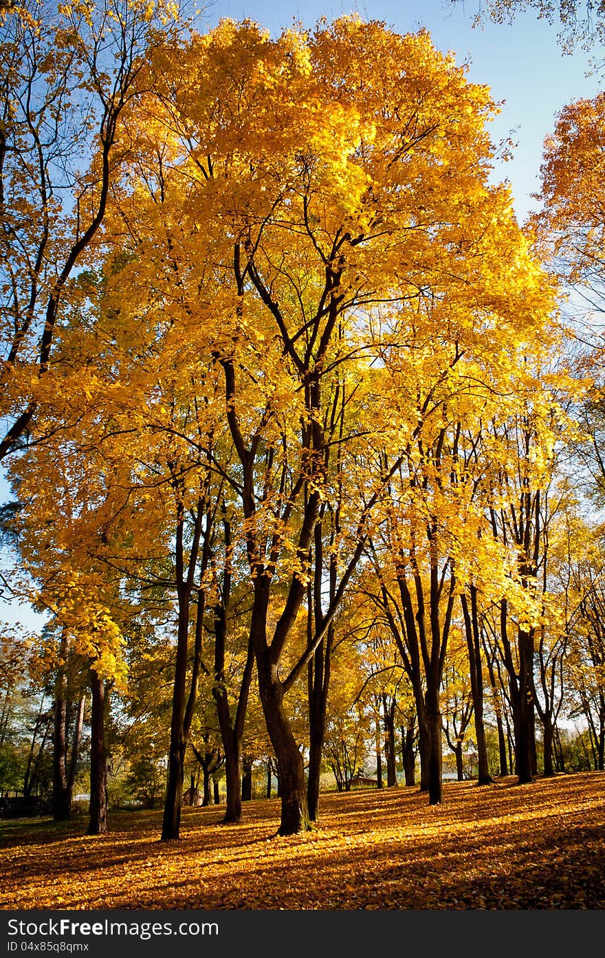 City park in autumn