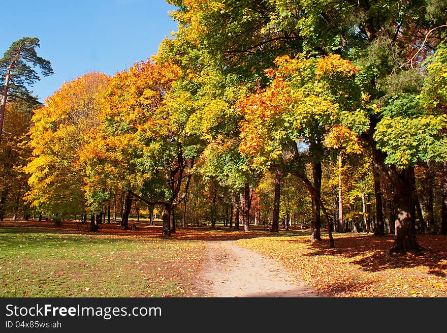 City Park In Autumn