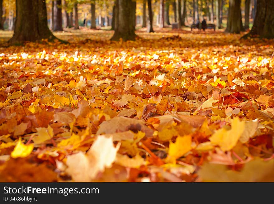 City Park In Autumn