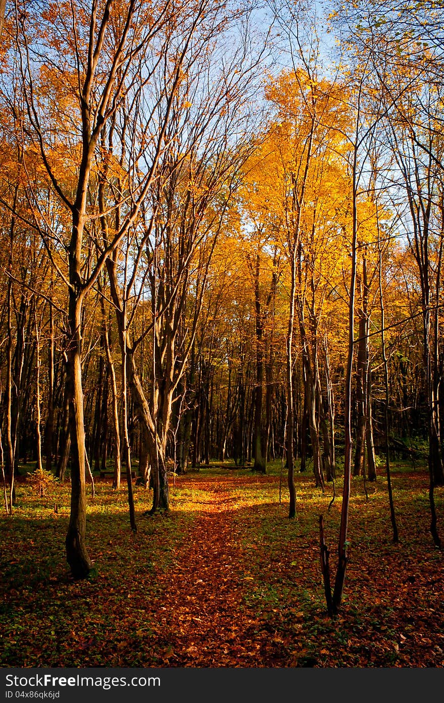 City park in autumn