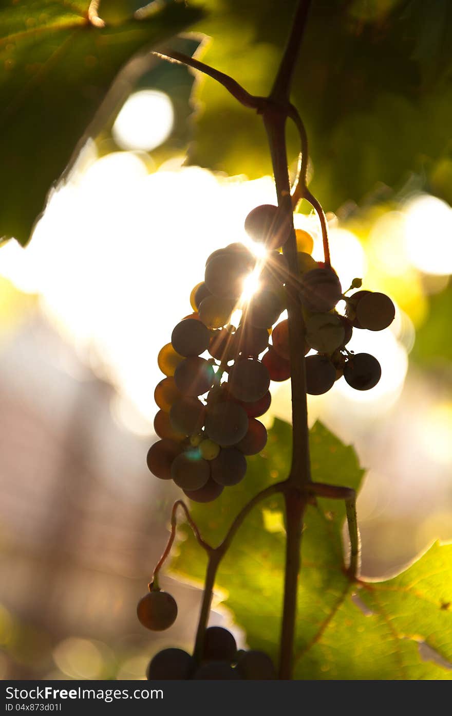 Grapes In The Sun