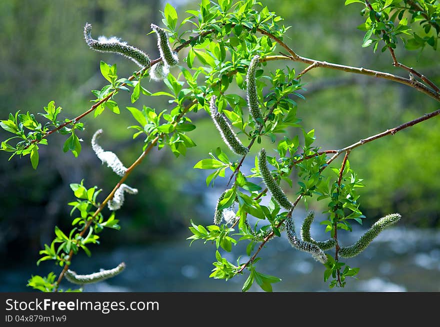 Pussy-willow, spring branches on blurred background, pussywillow, green leaves on tree, young plant. Pussy-willow, spring branches on blurred background, pussywillow, green leaves on tree, young plant