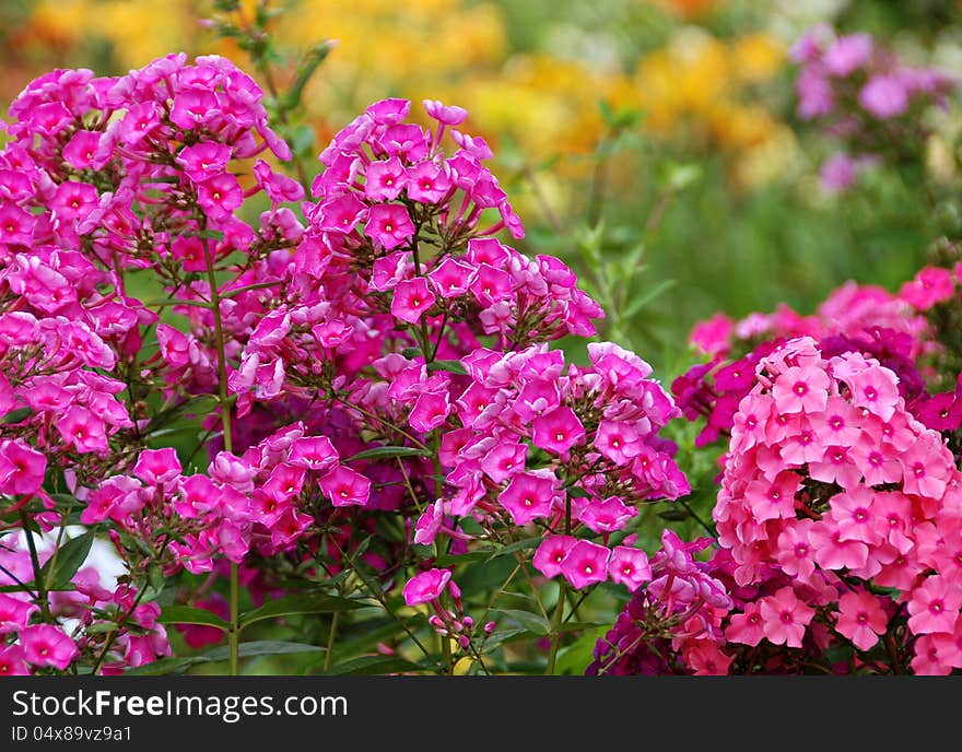 Flowers phlox, summer meadow, seasonal scene