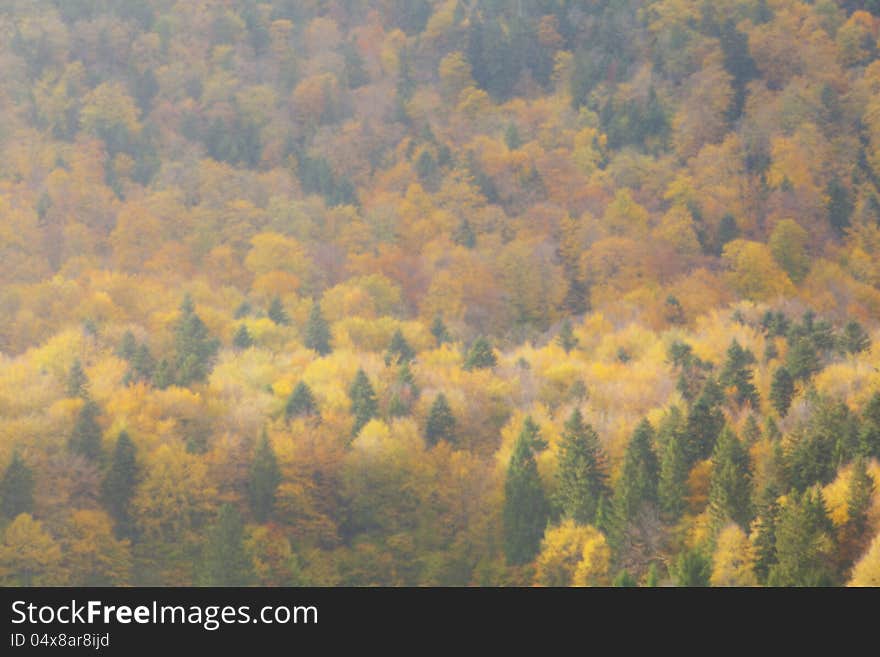 Mixed forest in the autumn background