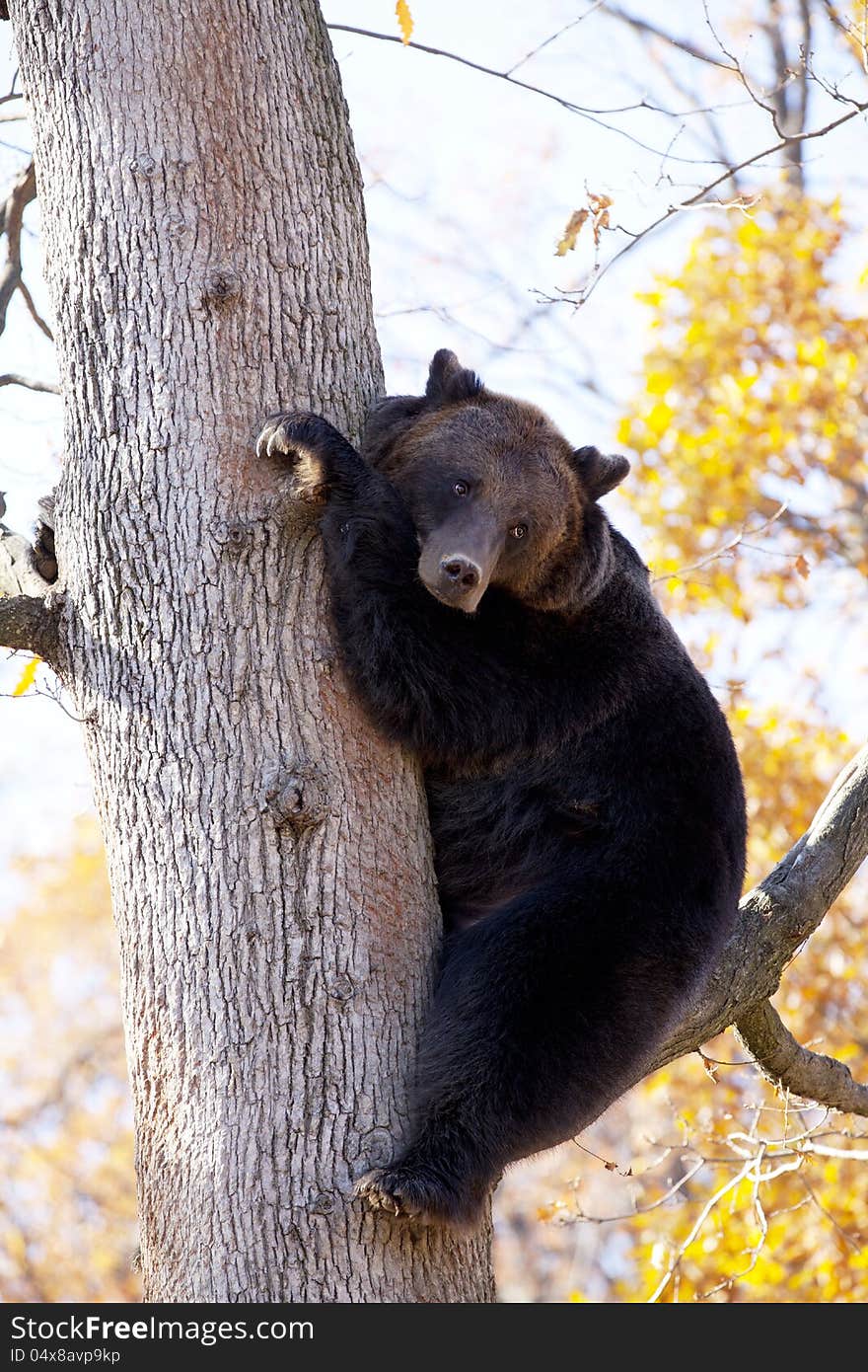 Brown bear climbed to a tree. Brown bear climbed to a tree