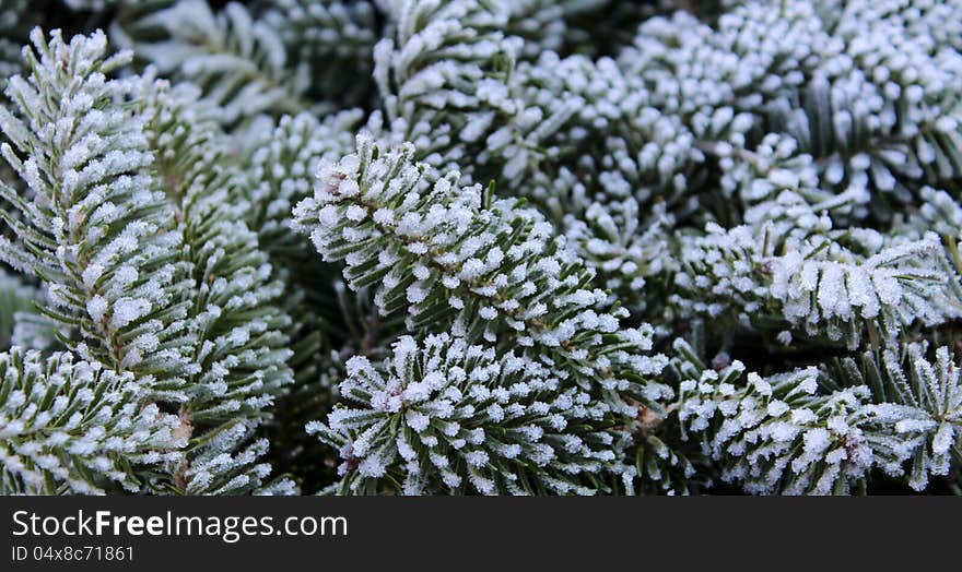 Pretty gathering of pine branches covered in snow.