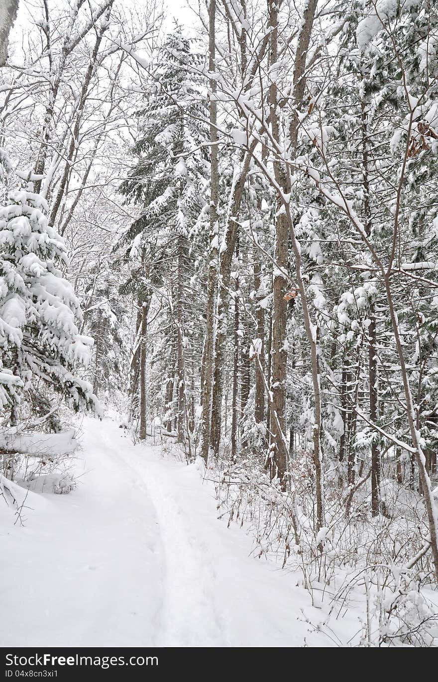 Snow Alley, Forest