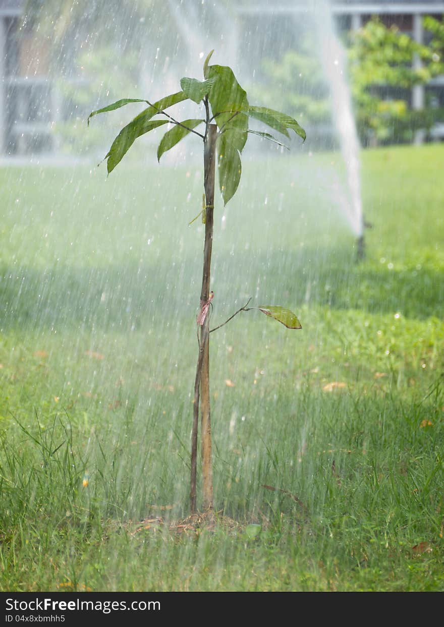 Watering young plant